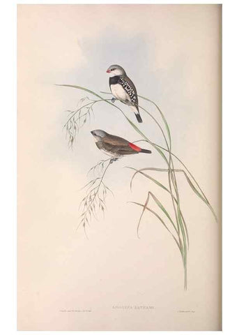 Reproducción/Reproduction 36143495773: The birds of Australia.. London,Printed by R. and J. E. Taylor; pub. by the author,[1840]-48.