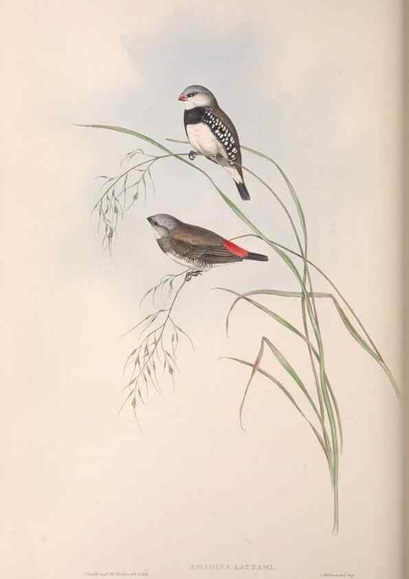 Reproducción/Reproduction 36143495773: The birds of Australia.. London,Printed by R. and J. E. Taylor; pub. by the author,[1840]-48.
