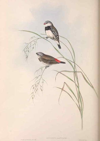 Reproducción/Reproduction 36143495773: The birds of Australia.. London,Printed by R. and J. E. Taylor; pub. by the author,[1840]-48.