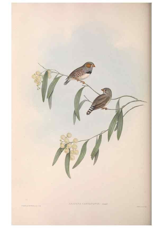 Reproducción/Reproduction 36143497303: The birds of Australia.. London,Printed by R. and J. E. Taylor; pub. by the author,[1840]-48.