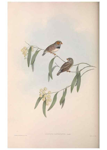 Reproducción/Reproduction 36143497303: The birds of Australia.. London,Printed by R. and J. E. Taylor; pub. by the author,[1840]-48.
