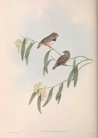 Reproducción/Reproduction 36143497303: The birds of Australia.. London,Printed by R. and J. E. Taylor; pub. by the author,[1840]-48.