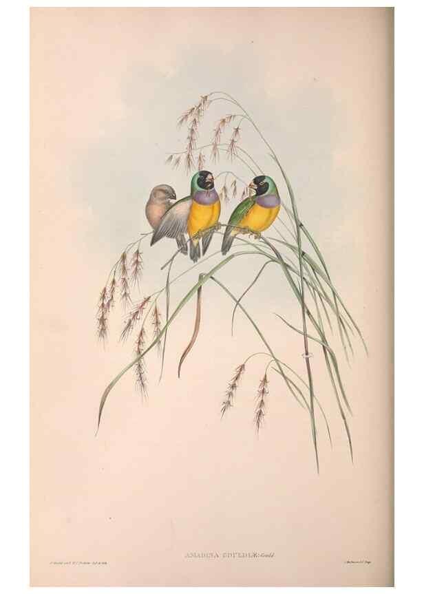 Reproducción/Reproduction 36117388964: The birds of Australia.. London,Printed by R. and J. E. Taylor; pub. by the author,[1840]-48.