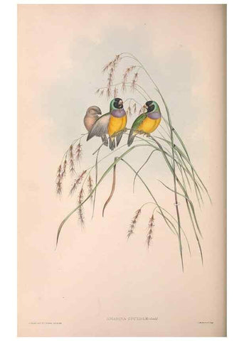 Reproducción/Reproduction 36117388964: The birds of Australia.. London,Printed by R. and J. E. Taylor; pub. by the author,[1840]-48.