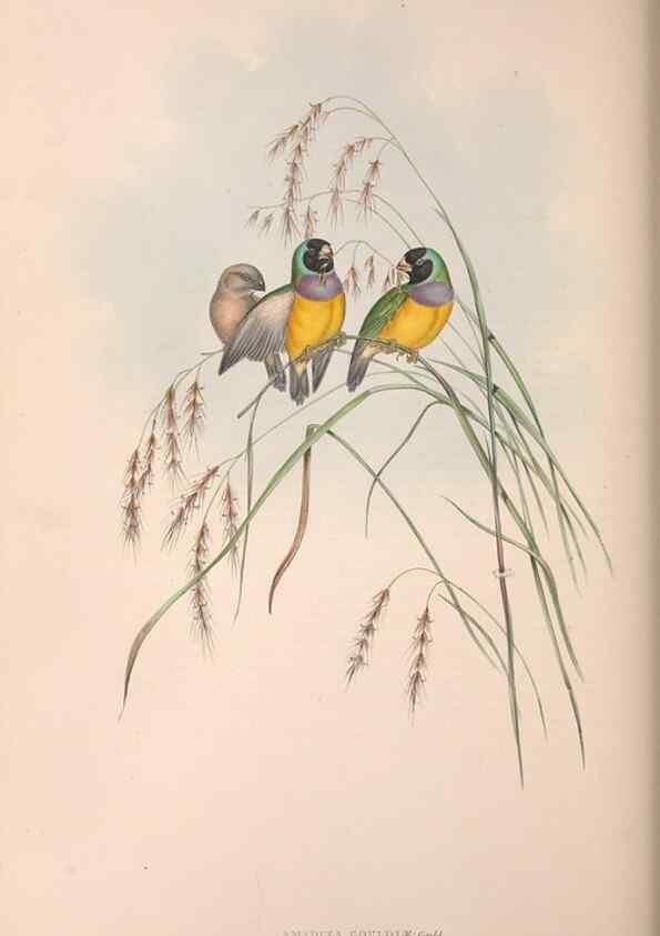 Reproducción/Reproduction 36117388964: The birds of Australia.. London,Printed by R. and J. E. Taylor; pub. by the author,[1840]-48.
