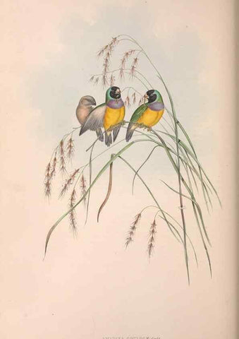 Reproducción/Reproduction 36117388964: The birds of Australia.. London,Printed by R. and J. E. Taylor; pub. by the author,[1840]-48.