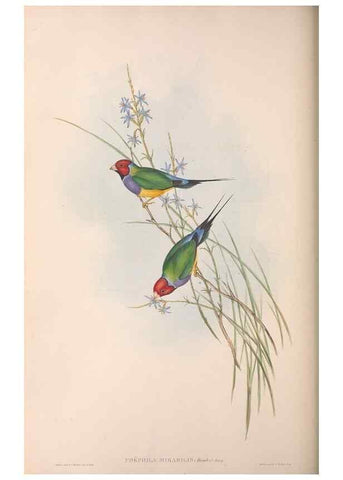 Reproducción/Reproduction 36117389964: The birds of Australia.. London,Printed by R. and J. E. Taylor; pub. by the author,[1840]-48.