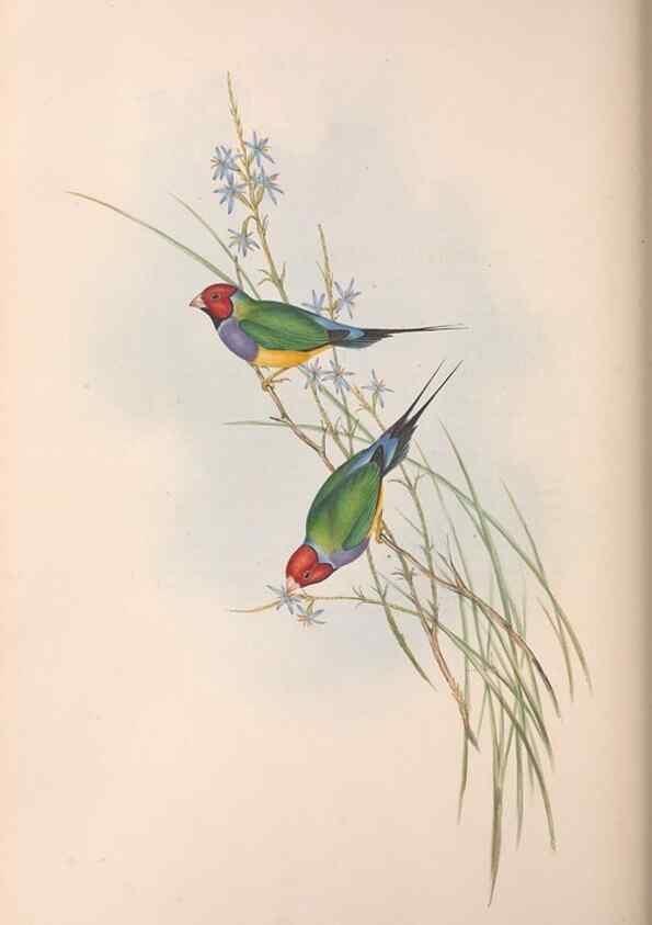 Reproducción/Reproduction 36117389964: The birds of Australia.. London,Printed by R. and J. E. Taylor; pub. by the author,[1840]-48.