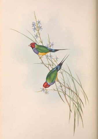Reproducción/Reproduction 36117389964: The birds of Australia.. London,Printed by R. and J. E. Taylor; pub. by the author,[1840]-48.