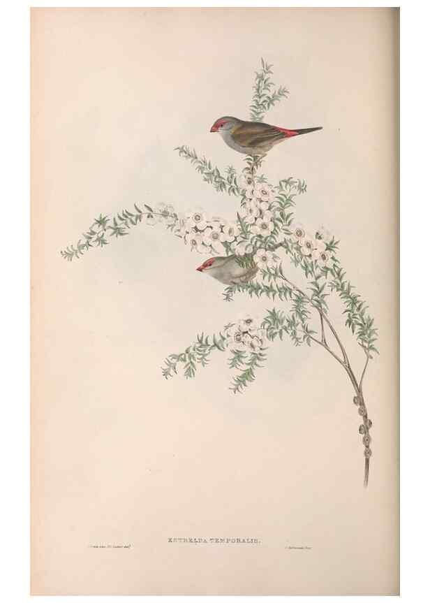 Reproducción/Reproduction 36812319441: The birds of Australia.. London,Printed by R. and J. E. Taylor; pub. by the author,[1840]-48.