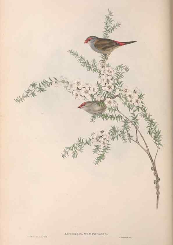 Reproducción/Reproduction 36812319441: The birds of Australia.. London,Printed by R. and J. E. Taylor; pub. by the author,[1840]-48.