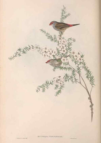 Reproducción/Reproduction 36812319441: The birds of Australia.. London,Printed by R. and J. E. Taylor; pub. by the author,[1840]-48.