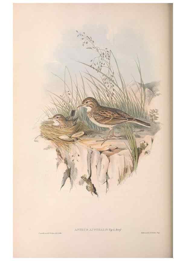 Reproducción/Reproduction 36812301501: The birds of Australia.. London,Printed by R. and J. E. Taylor; pub. by the author,[1840]-48.