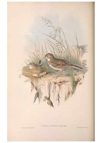 Reproducción/Reproduction 36812301501: The birds of Australia.. London,Printed by R. and J. E. Taylor; pub. by the author,[1840]-48.