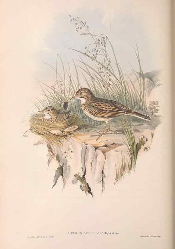 Reproducción/Reproduction 36812301501: The birds of Australia.. London,Printed by R. and J. E. Taylor; pub. by the author,[1840]-48.