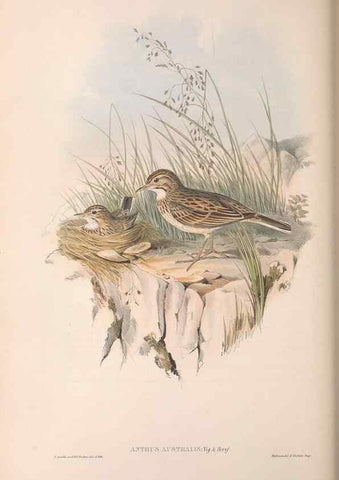 Reproducción/Reproduction 36812301501: The birds of Australia.. London,Printed by R. and J. E. Taylor; pub. by the author,[1840]-48.