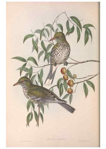 Reproducción/Reproduction 36812463441: The birds of Australia.. London,Printed by R. and J. E. Taylor; pub. by the author,[1840]-48.