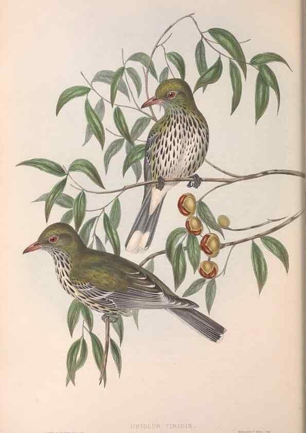 Reproducción/Reproduction 36812463441: The birds of Australia.. London,Printed by R. and J. E. Taylor; pub. by the author,[1840]-48.