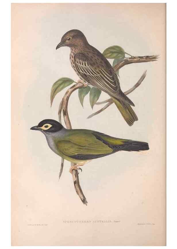 Reproducción/Reproduction 36812465901: The birds of Australia.. London,Printed by R. and J. E. Taylor; pub. by the author,[1840]-48.