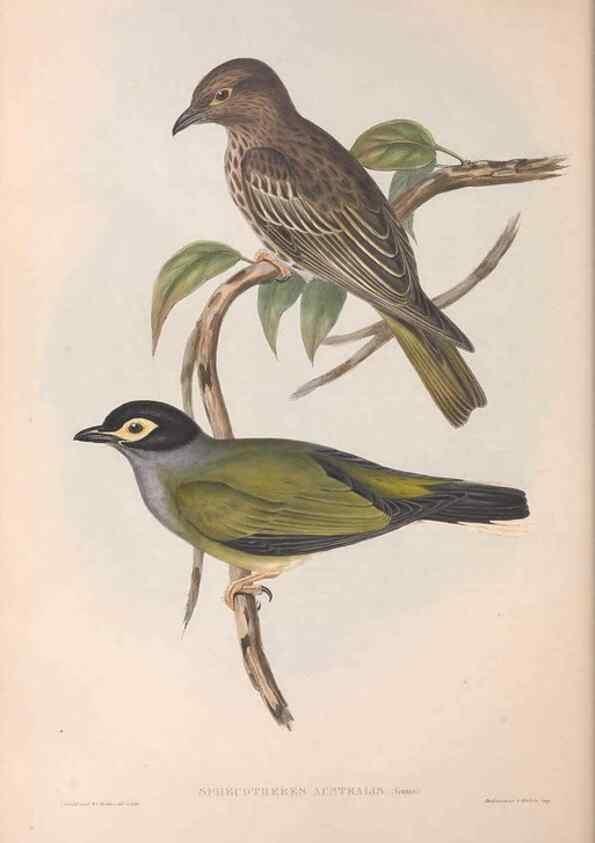 Reproducción/Reproduction 36812465901: The birds of Australia.. London,Printed by R. and J. E. Taylor; pub. by the author,[1840]-48.