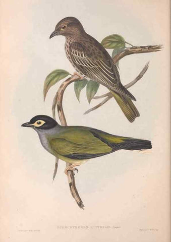 Reproducción/Reproduction 36812465901: The birds of Australia.. London,Printed by R. and J. E. Taylor; pub. by the author,[1840]-48.