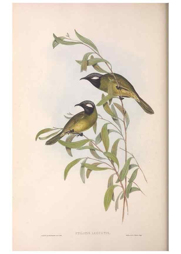 Reproducción/Reproduction 36781030612: The birds of Australia.. London,Printed by R. and J. E. Taylor; pub. by the author,[1840]-48.