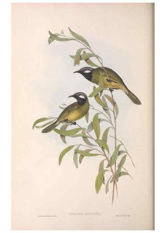 Reproducción/Reproduction 36781030612: The birds of Australia.. London,Printed by R. and J. E. Taylor; pub. by the author,[1840]-48.