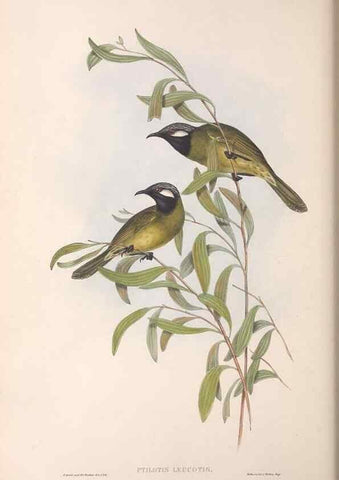 Reproducción/Reproduction 36781030612: The birds of Australia.. London,Printed by R. and J. E. Taylor; pub. by the author,[1840]-48.