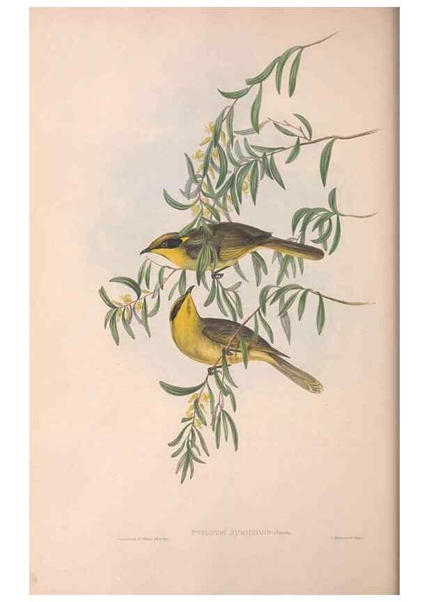 Reproducción/Reproduction 36781032262: The birds of Australia.. London,Printed by R. and J. E. Taylor; pub. by the author,[1840]-48.