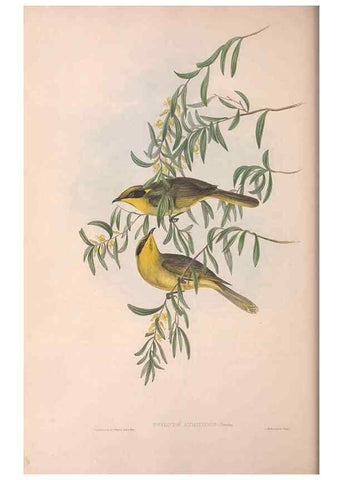 Reproducción/Reproduction 36781032262: The birds of Australia.. London,Printed by R. and J. E. Taylor; pub. by the author,[1840]-48.