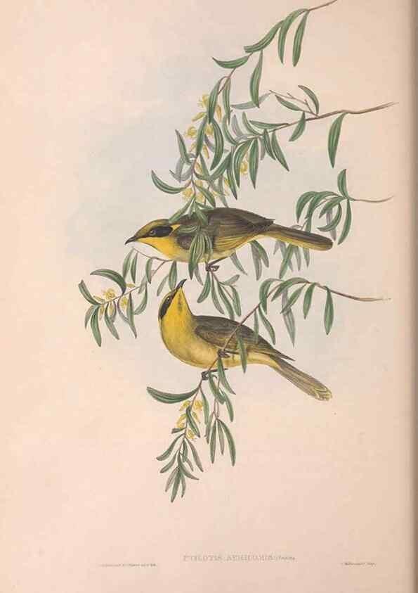 Reproducción/Reproduction 36781032262: The birds of Australia.. London,Printed by R. and J. E. Taylor; pub. by the author,[1840]-48.