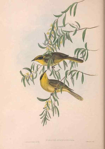 Reproducción/Reproduction 36781032262: The birds of Australia.. London,Printed by R. and J. E. Taylor; pub. by the author,[1840]-48.
