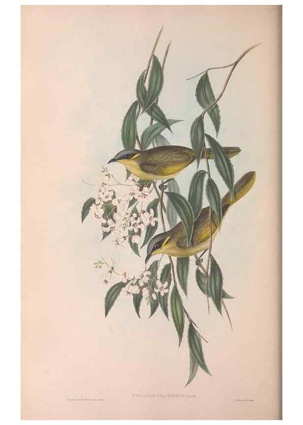 Reproducción/Reproduction 36781034692: The birds of Australia.. London,Printed by R. and J. E. Taylor; pub. by the author,[1840]-48.