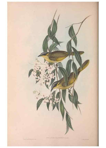 Reproducción/Reproduction 36781034692: The birds of Australia.. London,Printed by R. and J. E. Taylor; pub. by the author,[1840]-48.
