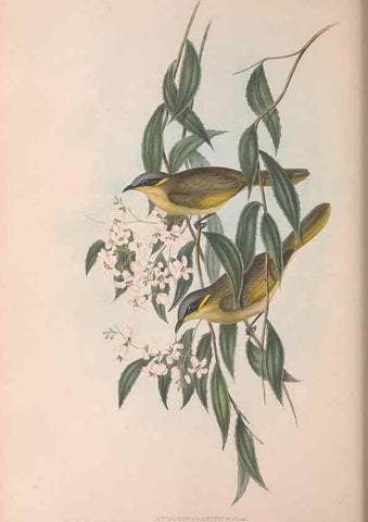 Reproducción/Reproduction 36781034692: The birds of Australia.. London,Printed by R. and J. E. Taylor; pub. by the author,[1840]-48.
