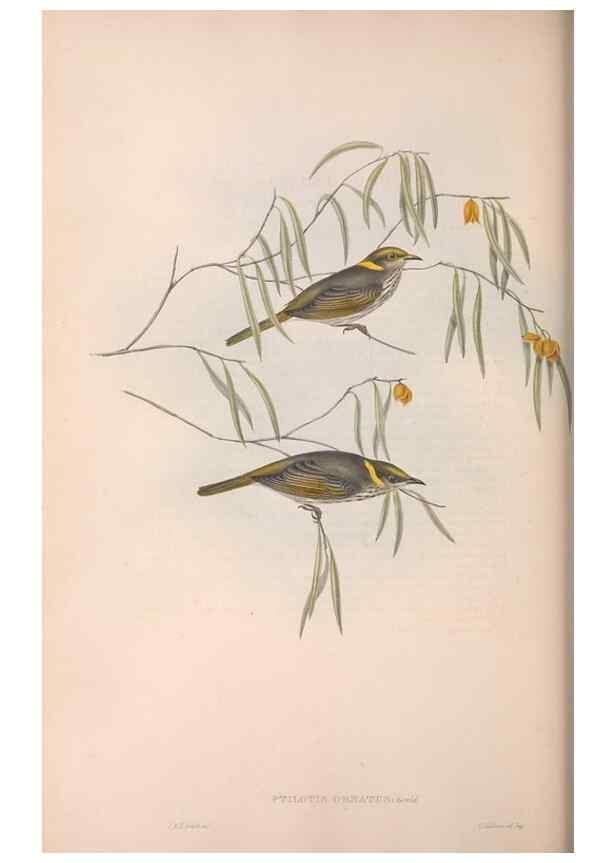 Reproducción/Reproduction 36764512316: The birds of Australia.. London,Printed by R. and J. E. Taylor; pub. by the author,[1840]-48.