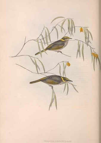 Reproducción/Reproduction 36764512316: The birds of Australia.. London,Printed by R. and J. E. Taylor; pub. by the author,[1840]-48.
