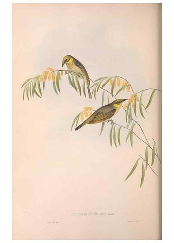 Reproducción/Reproduction 36764513706: The birds of Australia.. London,Printed by R. and J. E. Taylor; pub. by the author,[1840]-48.