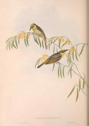 Reproducción/Reproduction 36764513706: The birds of Australia.. London,Printed by R. and J. E. Taylor; pub. by the author,[1840]-48.