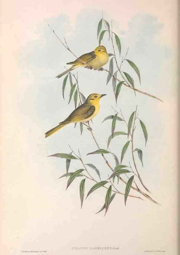 Reproducción/Reproduction 36781040092: The birds of Australia.. London,Printed by R. and J. E. Taylor; pub. by the author,[1840]-48.