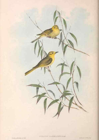 Reproducción/Reproduction 36781040092: The birds of Australia.. London,Printed by R. and J. E. Taylor; pub. by the author,[1840]-48.