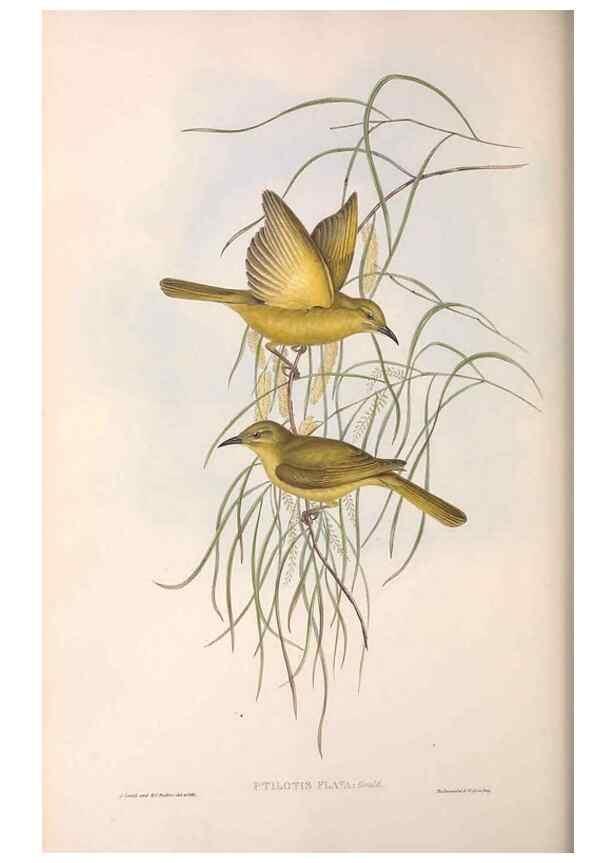 Reproducción/Reproduction 36781041902: The birds of Australia.. London,Printed by R. and J. E. Taylor; pub. by the author,[1840]-48.