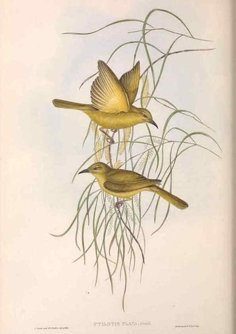Reproducción/Reproduction 36781041902: The birds of Australia.. London,Printed by R. and J. E. Taylor; pub. by the author,[1840]-48.