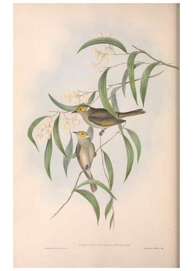 Reproducción/Reproduction 36781044082: The birds of Australia.. London,Printed by R. and J. E. Taylor; pub. by the author,[1840]-48.