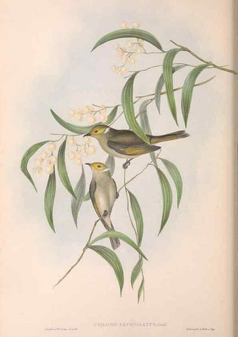 Reproducción/Reproduction 36781044082: The birds of Australia.. London,Printed by R. and J. E. Taylor; pub. by the author,[1840]-48.
