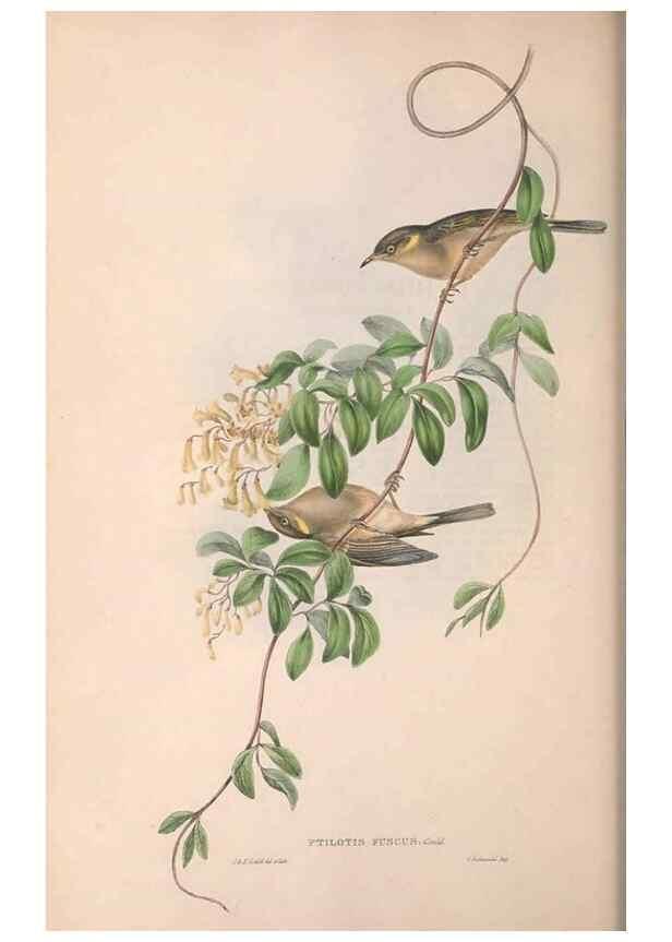 Reproducción/Reproduction 36781046412: The birds of Australia.. London,Printed by R. and J. E. Taylor; pub. by the author,[1840]-48.