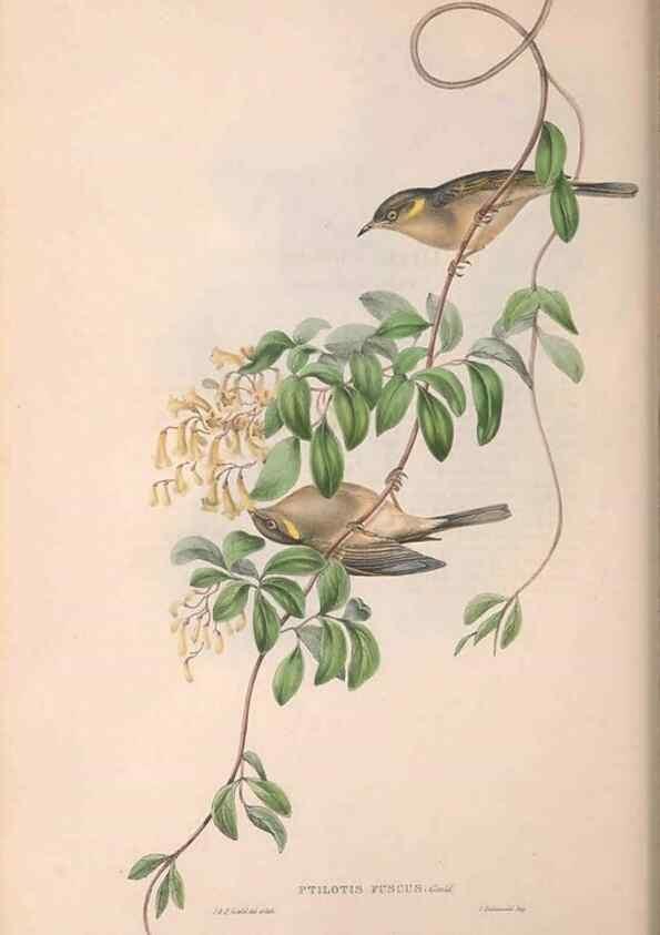 Reproducción/Reproduction 36781046412: The birds of Australia.. London,Printed by R. and J. E. Taylor; pub. by the author,[1840]-48.