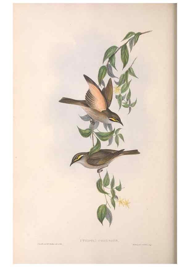 Reproducción/Reproduction 36764520256: The birds of Australia.. London,Printed by R. and J. E. Taylor; pub. by the author,[1840]-48.