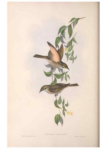 Reproducción/Reproduction 36764520256: The birds of Australia.. London,Printed by R. and J. E. Taylor; pub. by the author,[1840]-48.