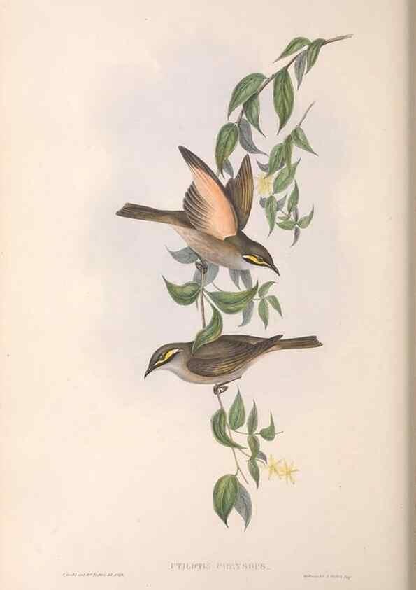 Reproducción/Reproduction 36764520256: The birds of Australia.. London,Printed by R. and J. E. Taylor; pub. by the author,[1840]-48.